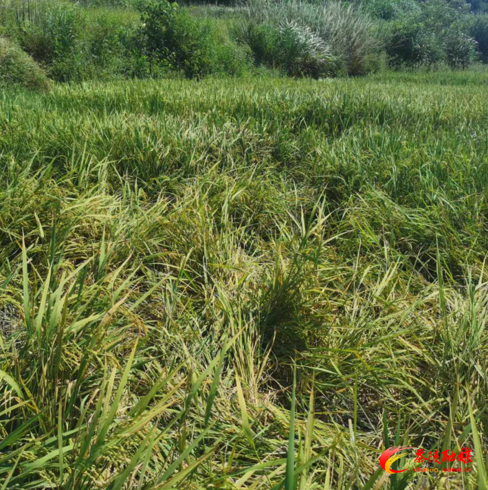 1730344631375.png 1730344631375.png