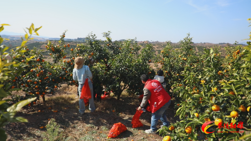 0117火田沃柑助农 (2)_副本.bmp 0117火田沃柑助农 (2)_副本.bmp
