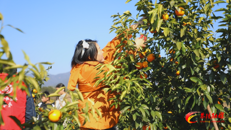 0117火田沃柑助农 (1)_副本.bmp 0117火田沃柑助农 (1)_副本.bmp