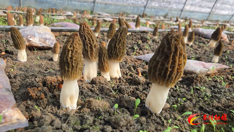 微信图片_20250224151936_副本.jpg 微信图片_20250224151936_副本.jpg