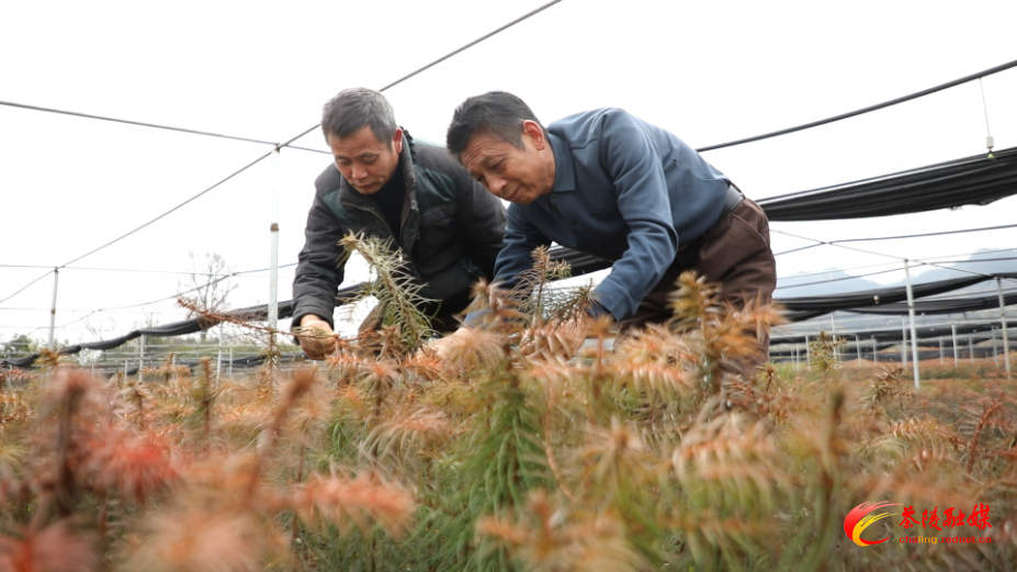 微信图片_20250224164003.jpg 微信图片_20250224164003.jpg