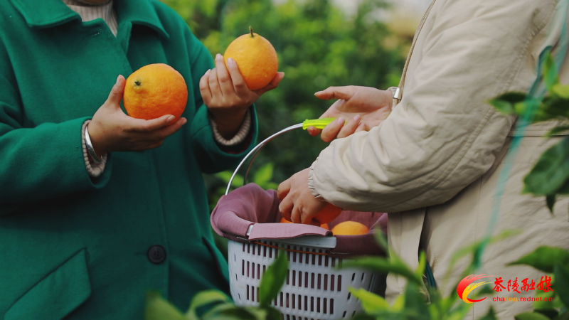 1126红美人柑橘 (1)_副本.bmp