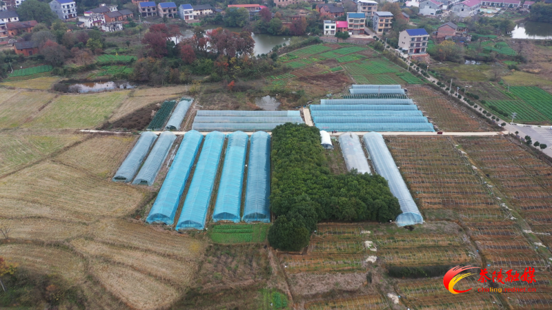 1126红美人柑橘 (2)_副本.bmp