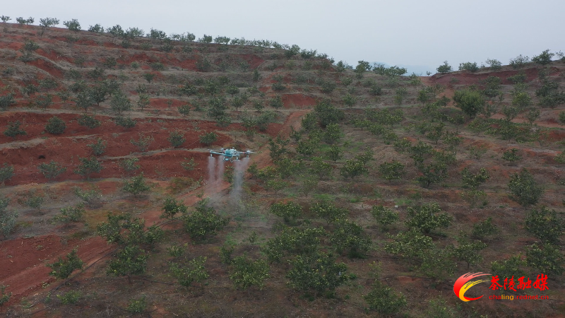 0318 无人机春耕忙 助力橙农增产增收 (3)_副本.png
