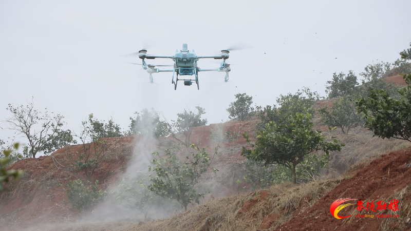 0318 无人机春耕忙 助力橙农增产增收 (2)_副本.png