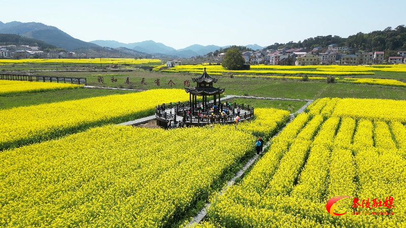 秩堂镇:万亩油菜花开迎客来 (2)_副本.jpg