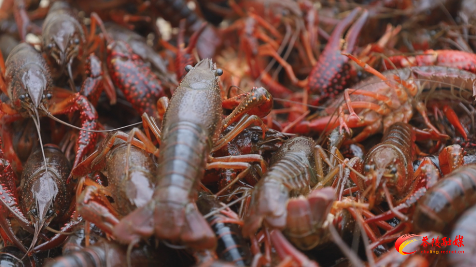 龙虾2.jpg 龙虾2.jpg